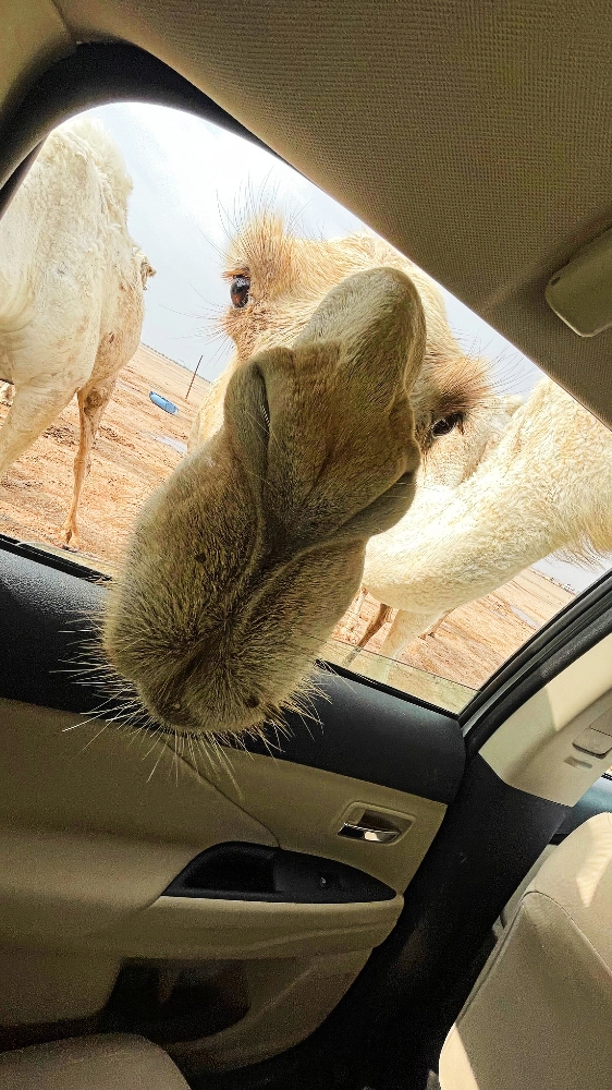 Kuwait Half Day City & Desert Licensed Tour Guide Pickup&Dropoff - Image - 1608
